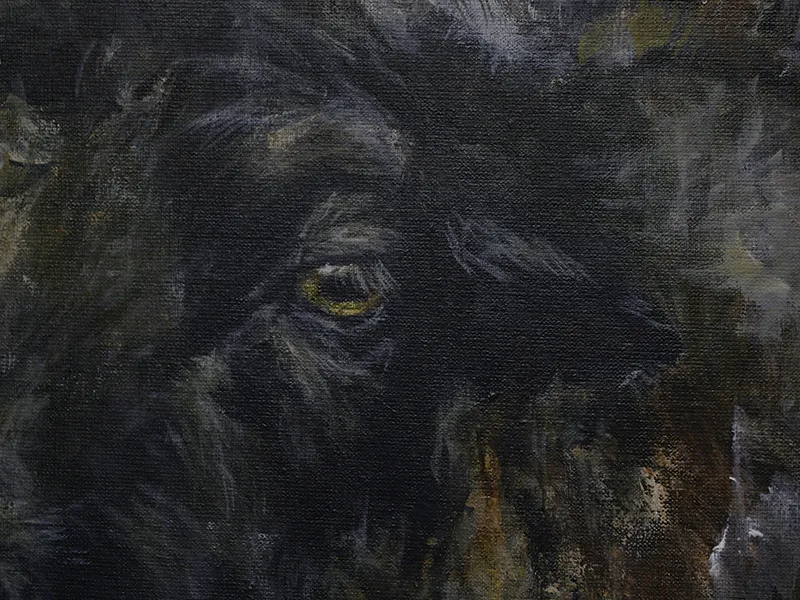 Skudde schaap vooraanzicht - Afbeelding 2