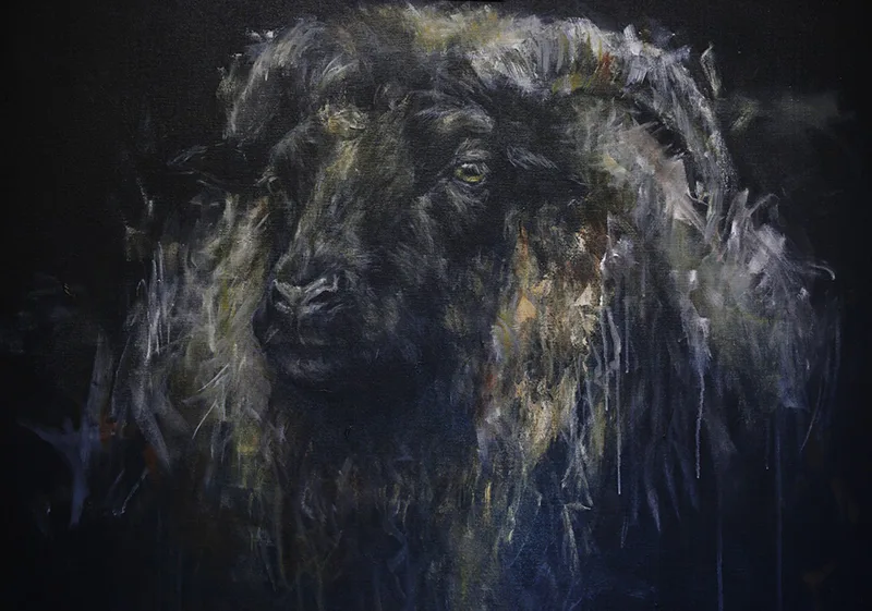 Skudde schaap vooraanzicht