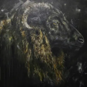 Skudde schaap zijaanzicht